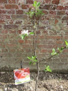 3 april 2014 - onze appelboom in bloei